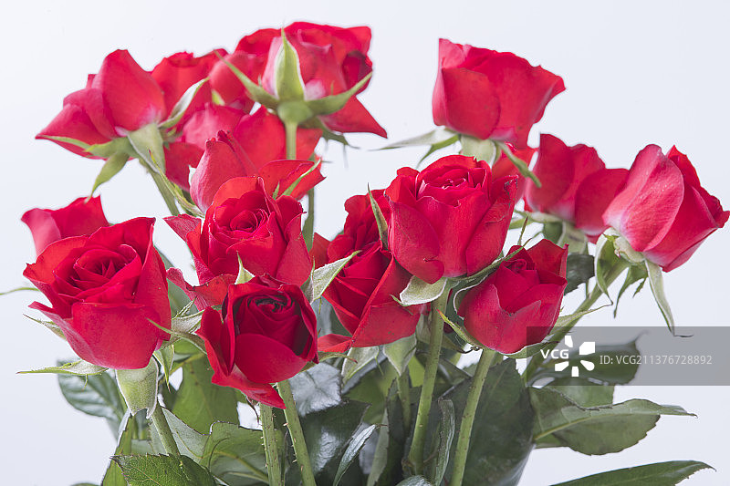 一束多头玫瑰特写白色背景图片素材