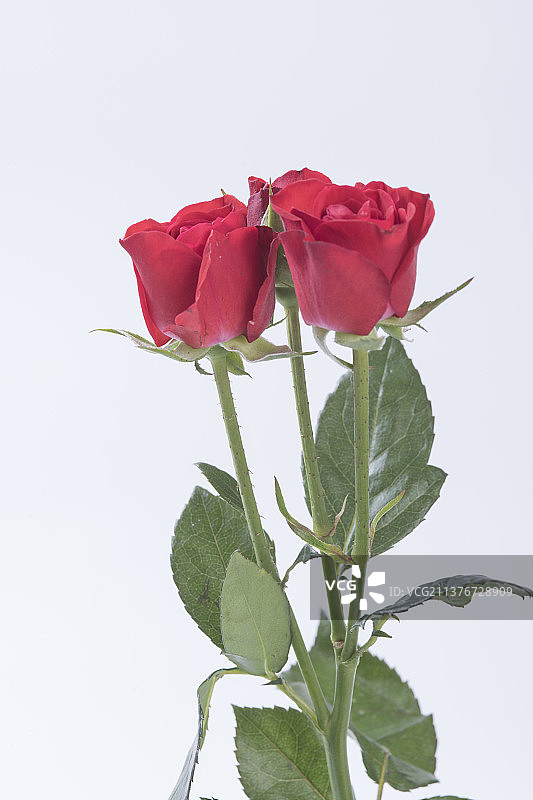 一束多头玫瑰特写白色背景图片素材