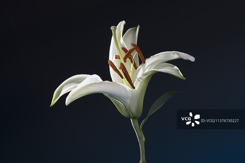 一支白色百合特写深色背景图片素材