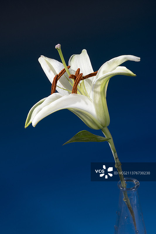 一支白色百合特写深色背景图片素材