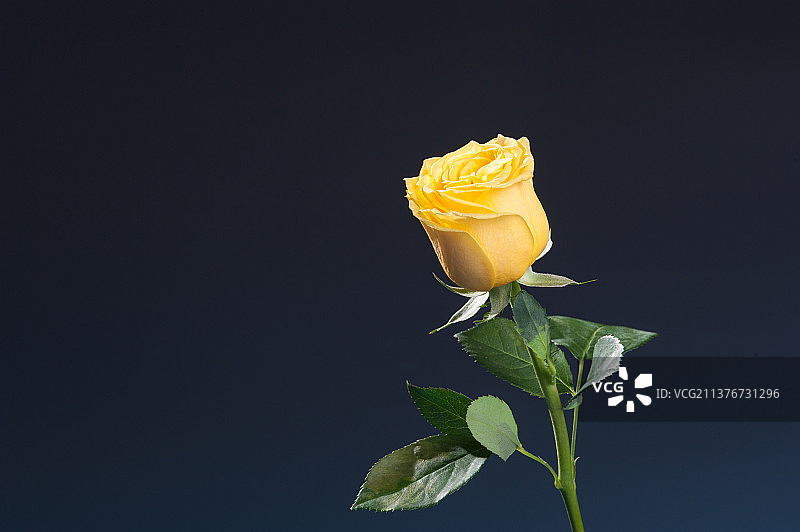 黄色玫瑰特写蓝色背景图片素材