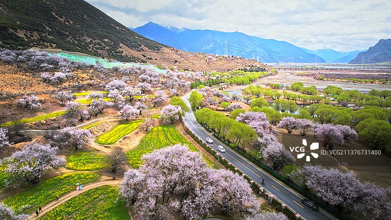 西藏林芝桃花节图片素材