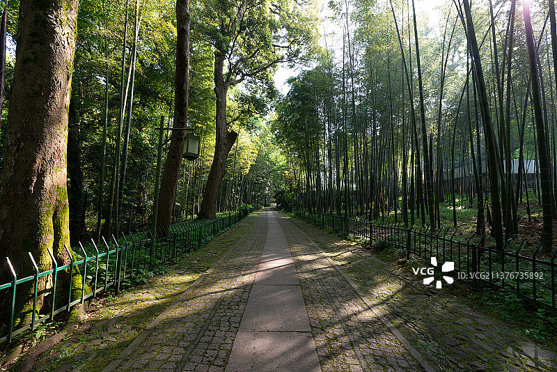 浙江杭州西湖云栖竹径图片素材