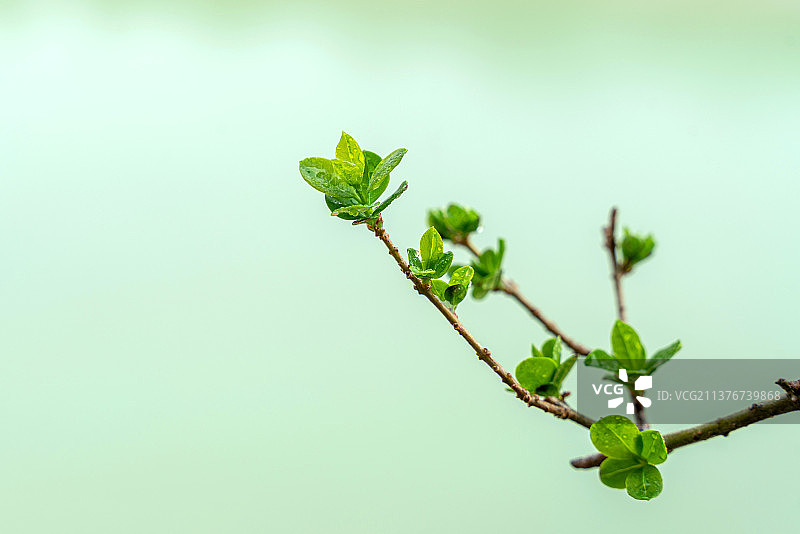 带露珠的嫩芽图片素材