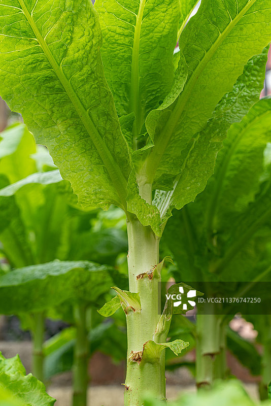 生长中的莴笋图片素材