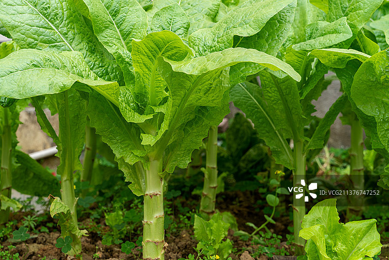 生长中的莴笋图片素材