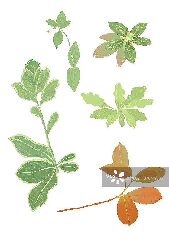 春天的植物图片素材