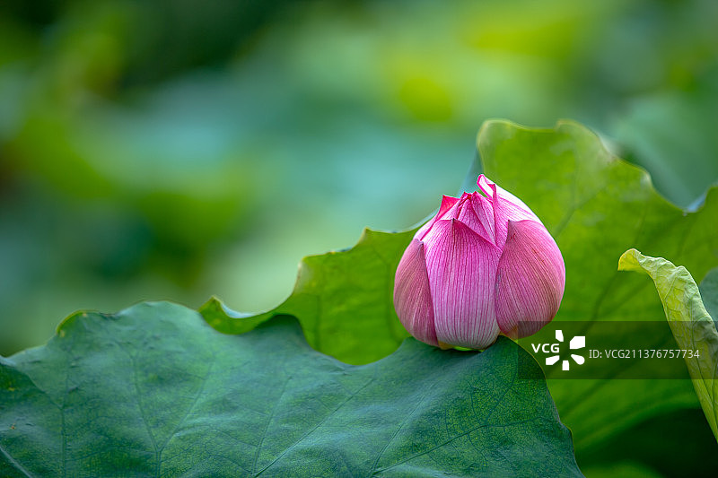 盛开的粉红色荷花图片素材