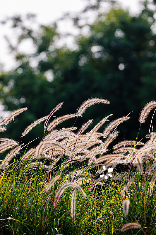 阳光下的狼尾草图片素材