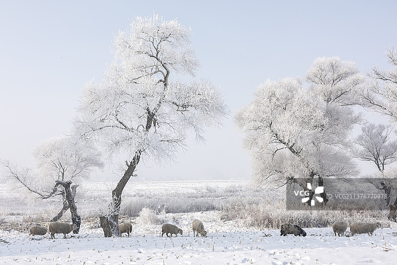 中国吉林省雾凇岛冬季雾凇风光图图片素材