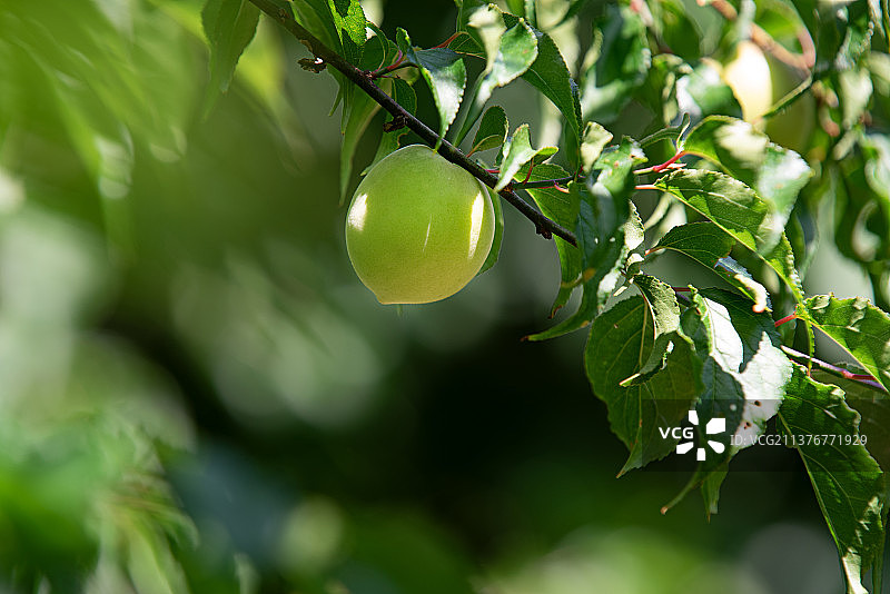 青梅树上结出梅子果实图片素材
