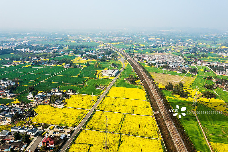 川西坝子图片素材