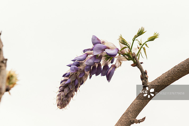 从空中垂下来的紫藤花图片素材