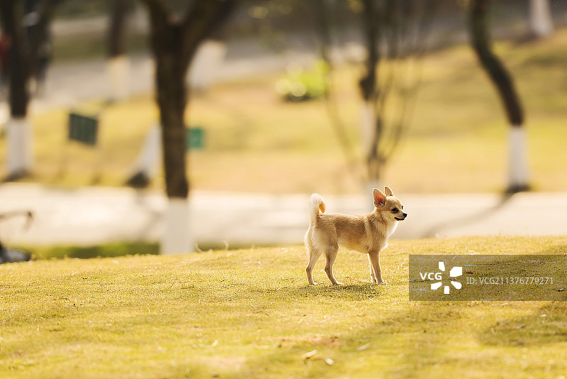 暖阳下图片素材