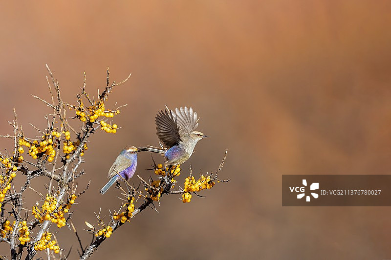 生活在高寒高原地区的花彩雀莺～图片素材