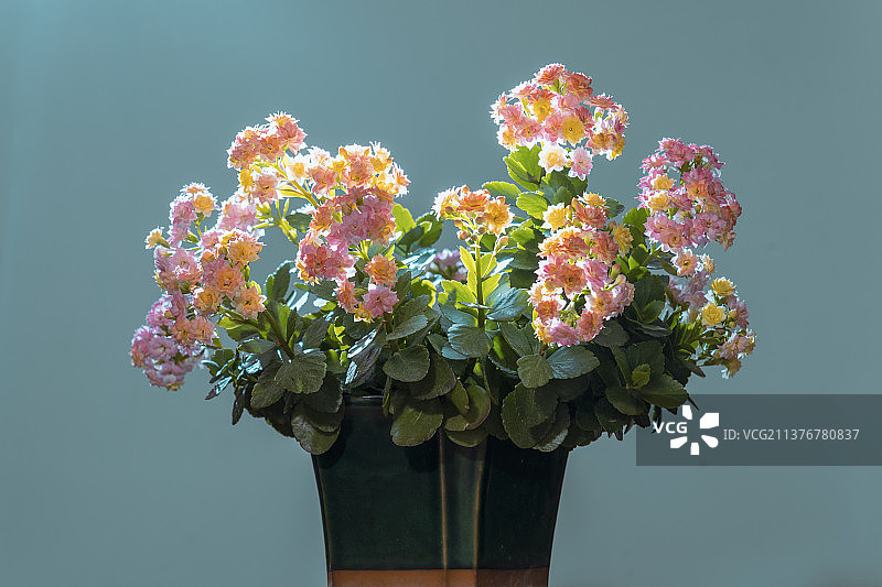 长寿花图片素材