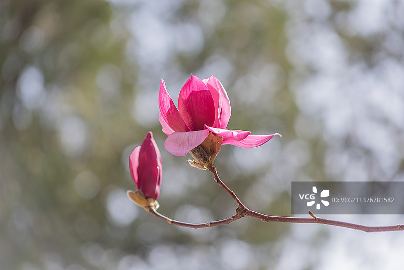 春天北京潭柘寺紫玉兰花开木兰花开图片素材