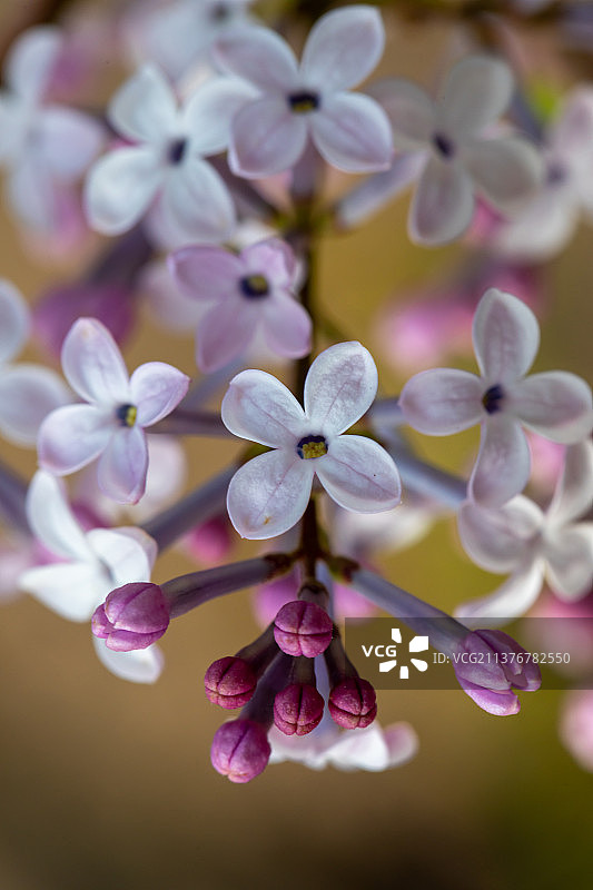 春天的丁香花图片素材
