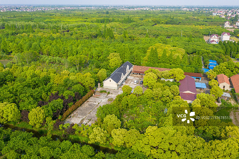 航拍上海崇明岛林区图片素材