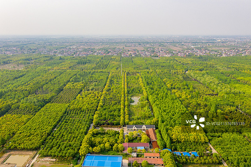 航拍上海崇明岛林区图片素材