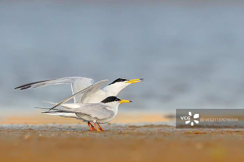 白额燕鸥图片素材