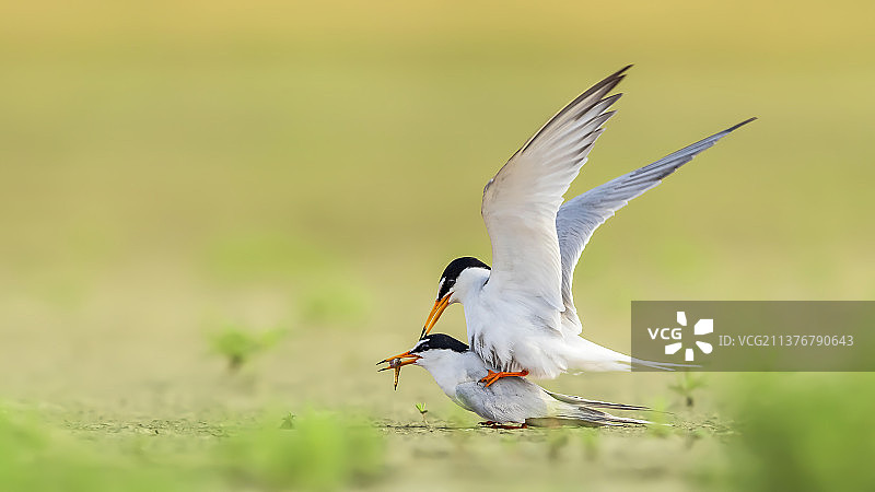 白额燕鸥图片素材