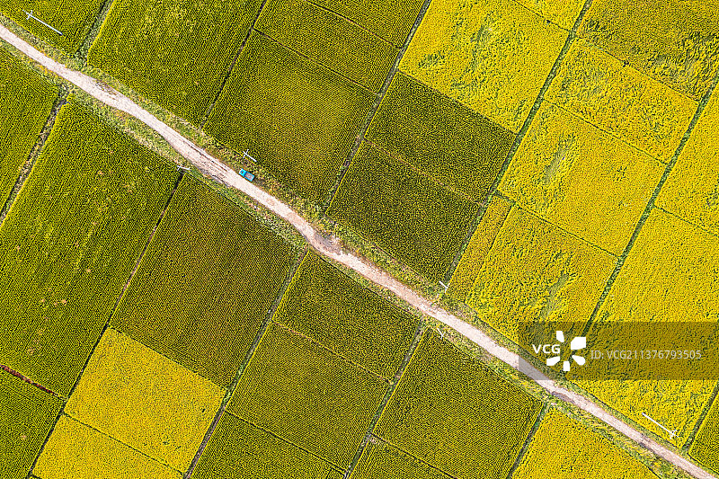 辽宁省阜新市彰武县冯家镇美丽乡村稻田风光图片素材