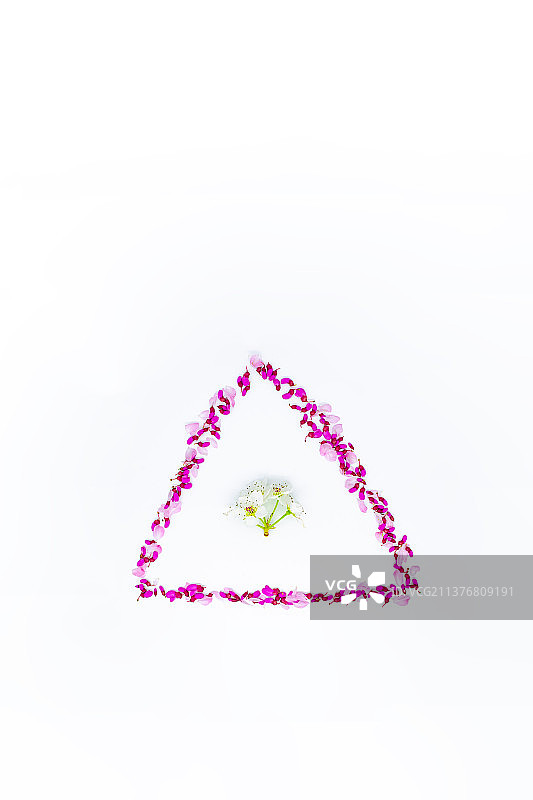 中国野生植物影棚拍摄拍摄主题，用重瓣榆叶梅花瓣和紫荆树花瓣排列组合的几何形状三图形，室内无人图像摄影图片素材