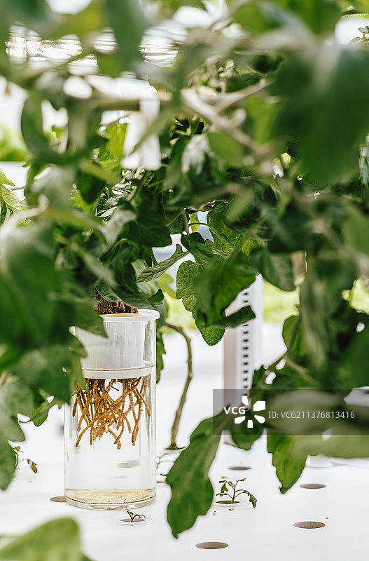 无土栽培技术蔬菜图片素材