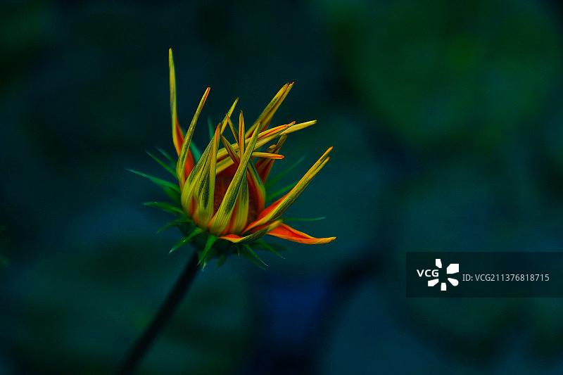 勋章菊图片素材