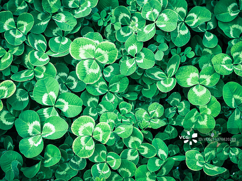 四叶草幸运草图片素材