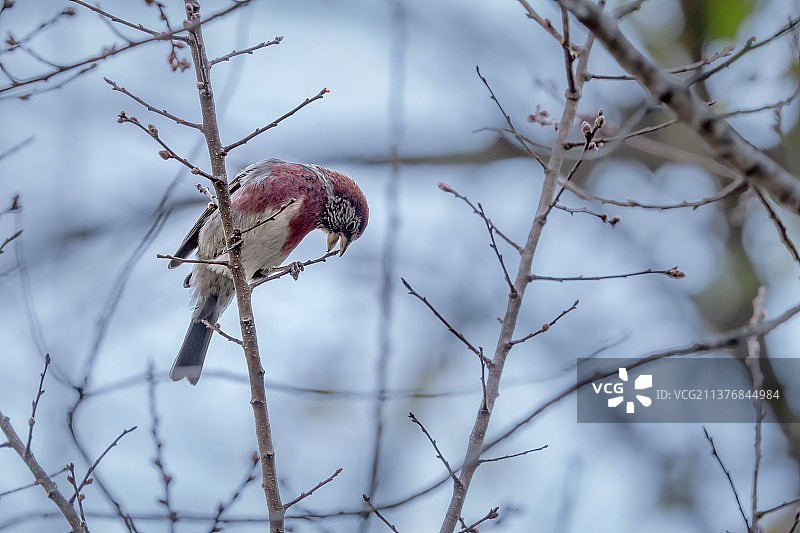 斑翅朱雀图片素材