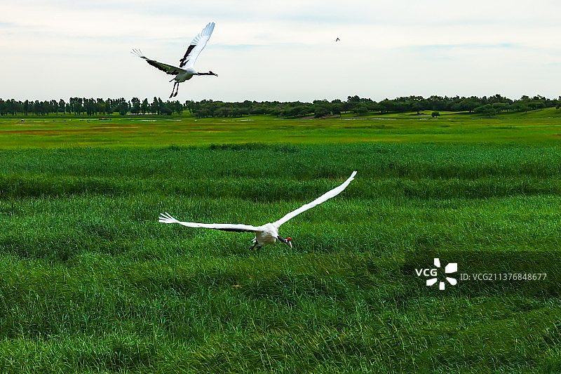 飞翔的丹顶鹤图片素材