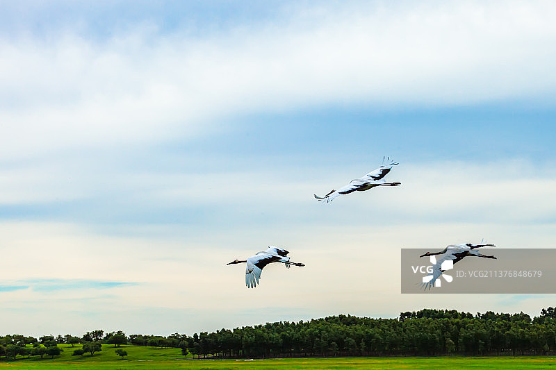 飞翔的丹顶鹤图片素材