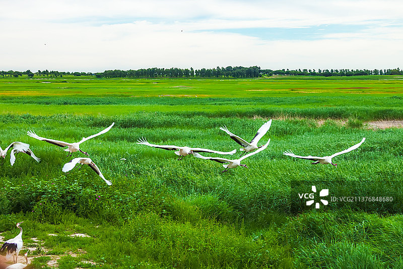 飞翔的丹顶鹤图片素材