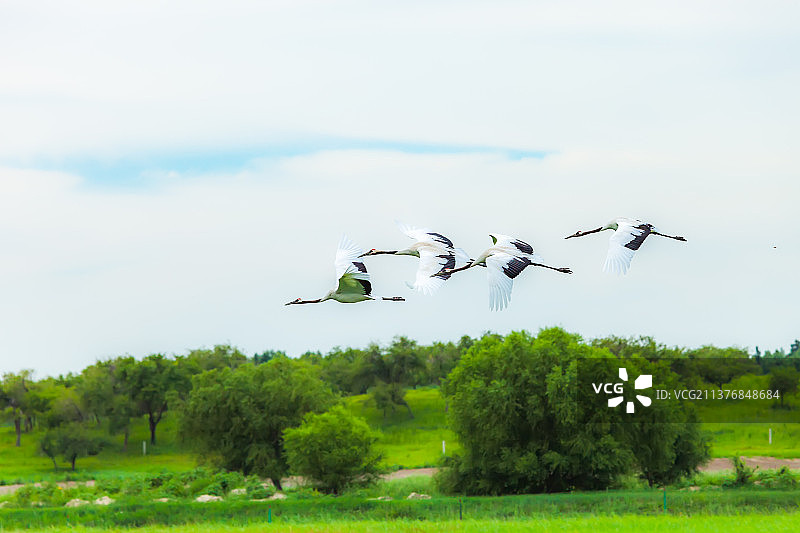 飞翔的丹顶鹤图片素材