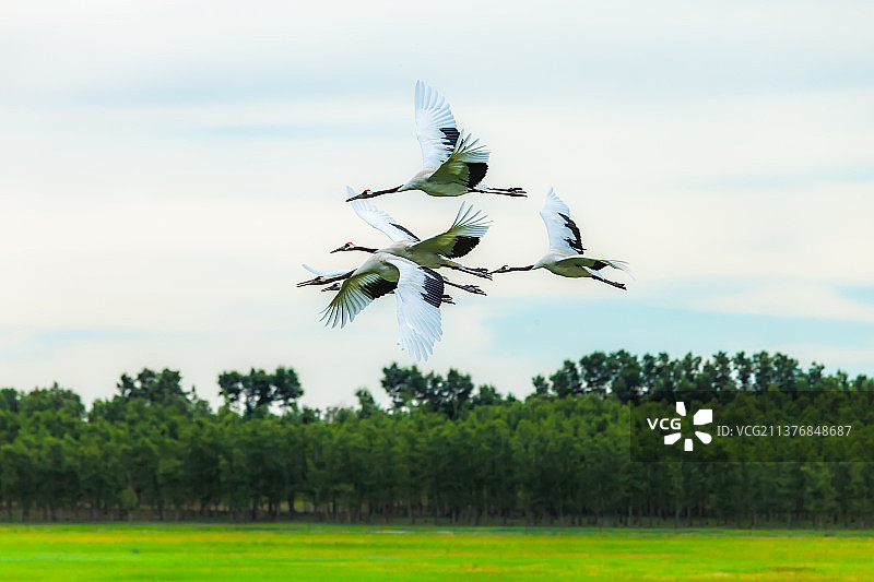 飞翔的丹顶鹤图片素材