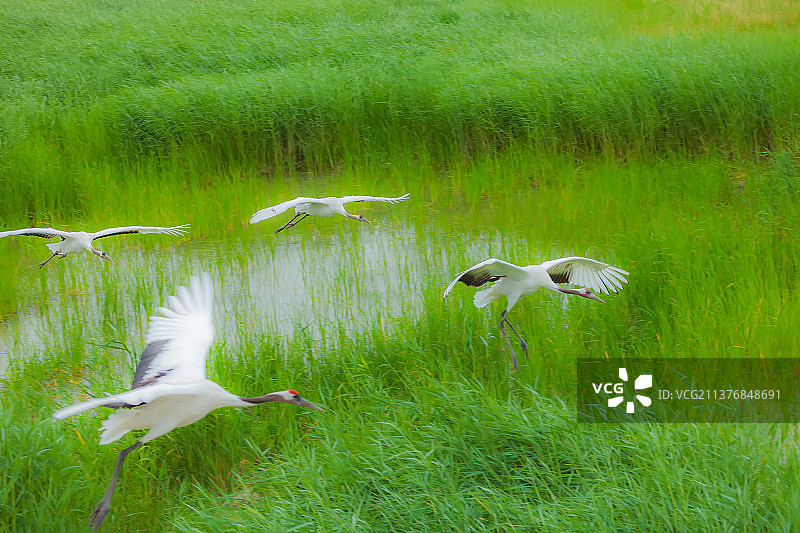 飞翔的丹顶鹤图片素材