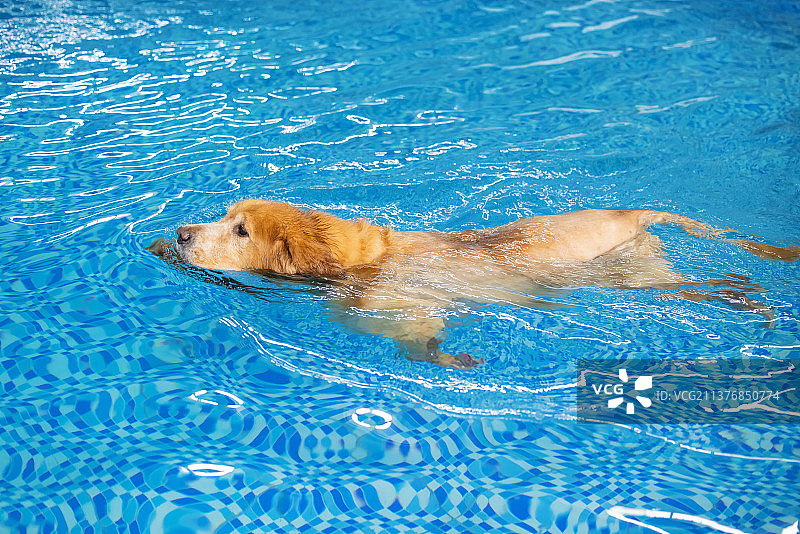 水下的金毛寻回犬图片素材
