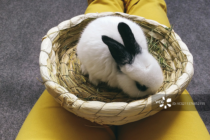 一只宠物兔熊猫兔幼兔趴在草编窝里图片素材