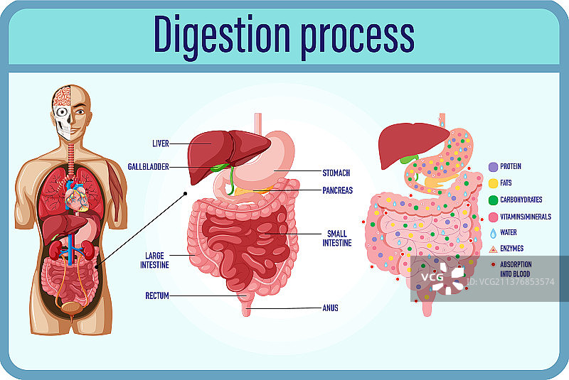 消化细胞和小肠图片素材