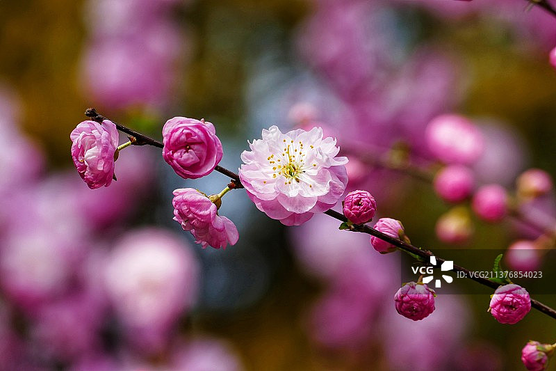 榆叶梅图片素材