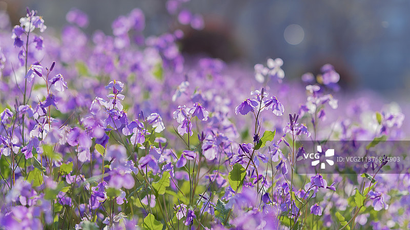 诸葛菜图片素材