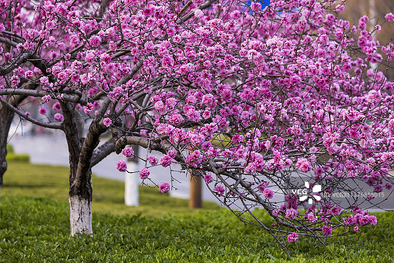 碧桃盛开，繁花似锦 拍摄于淄博市第六人民医院东门，春天的几株碧桃树开的热情奔放。图片素材