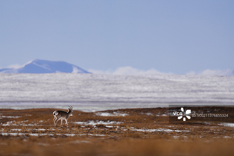 藏原羊图片素材