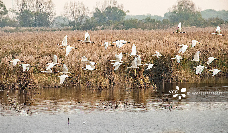 黄河口湿地一景（飞翔的反嘴鹬）图片素材