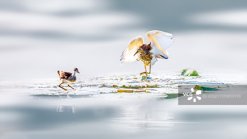 池鹭与黑水鸡--不敢靠近图片素材