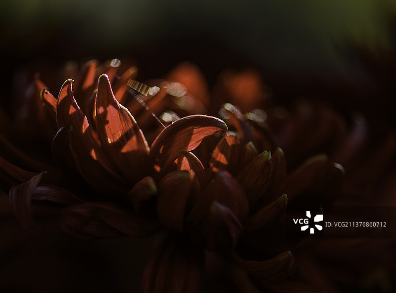 菊花茶花卉菊花秋菊思念清明节图片素材