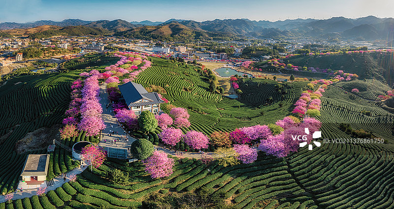 福建龙岩漳平永福樱花园春天壁纸图片素材