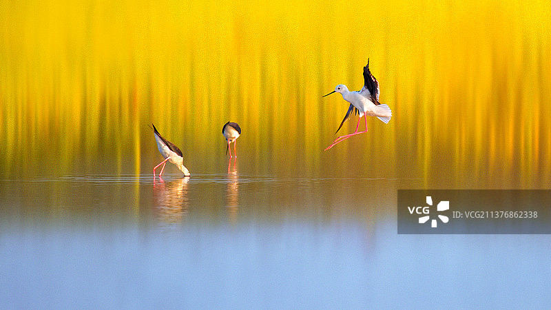 鹬鸟--大家都在忙啊！图片素材